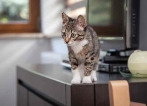 Pets and Pet Care