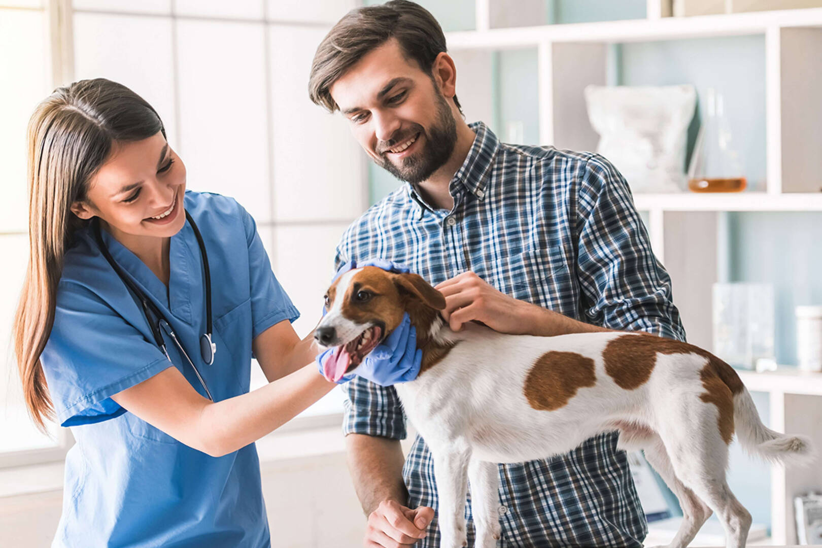 Dog Groomer Des Moines IA