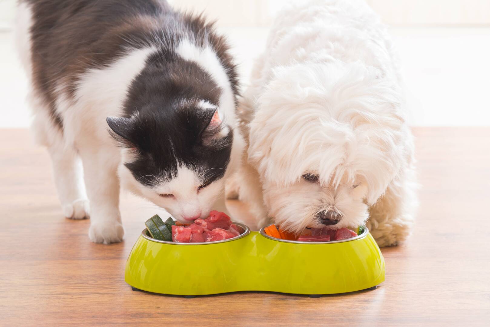 Comprehensive Dog Care Services in Garden City ID
