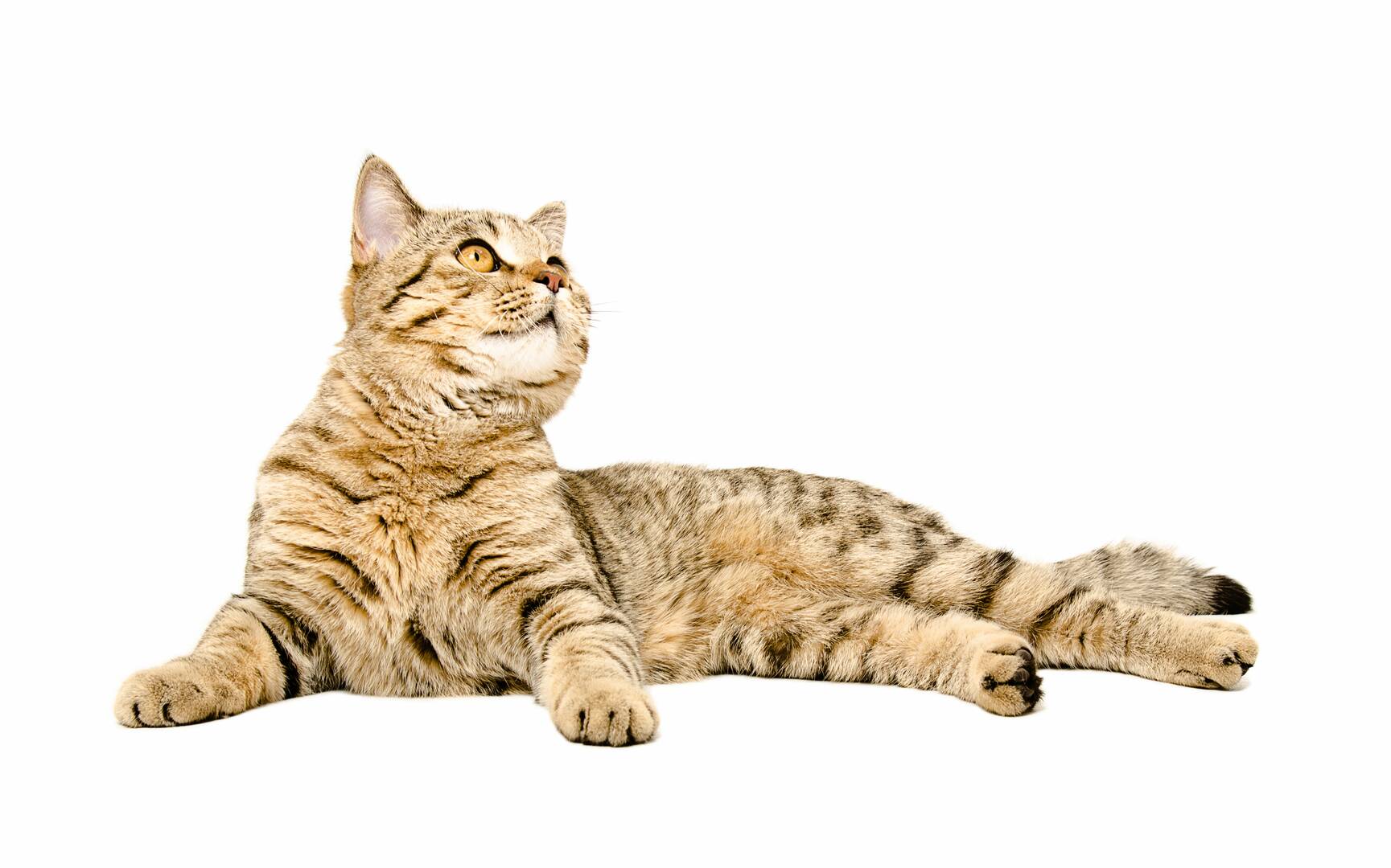 Veterinary Clinic Boca Raton FL